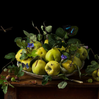 Orchard Quince & Blue Morning Glories, 2025
