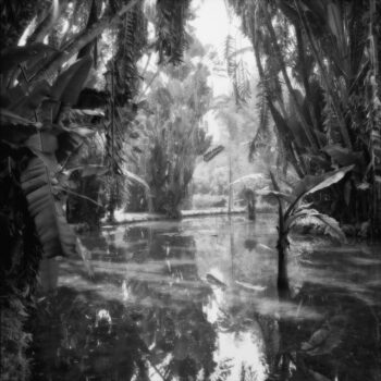 Sally Gall, Rio Botanical Garden #1, 1986, Vintage silver print, 9 x 9 inches, 20 x 21 1/4 inches (framed)