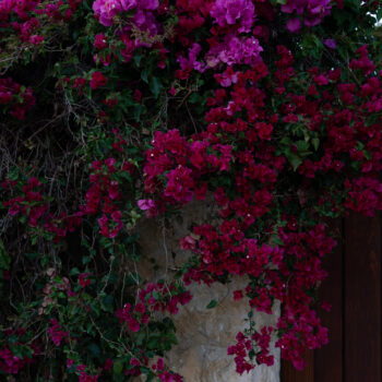 Deb Achak, Bougainvillea, 2022, Digital archival pigment print, Available in various sizes