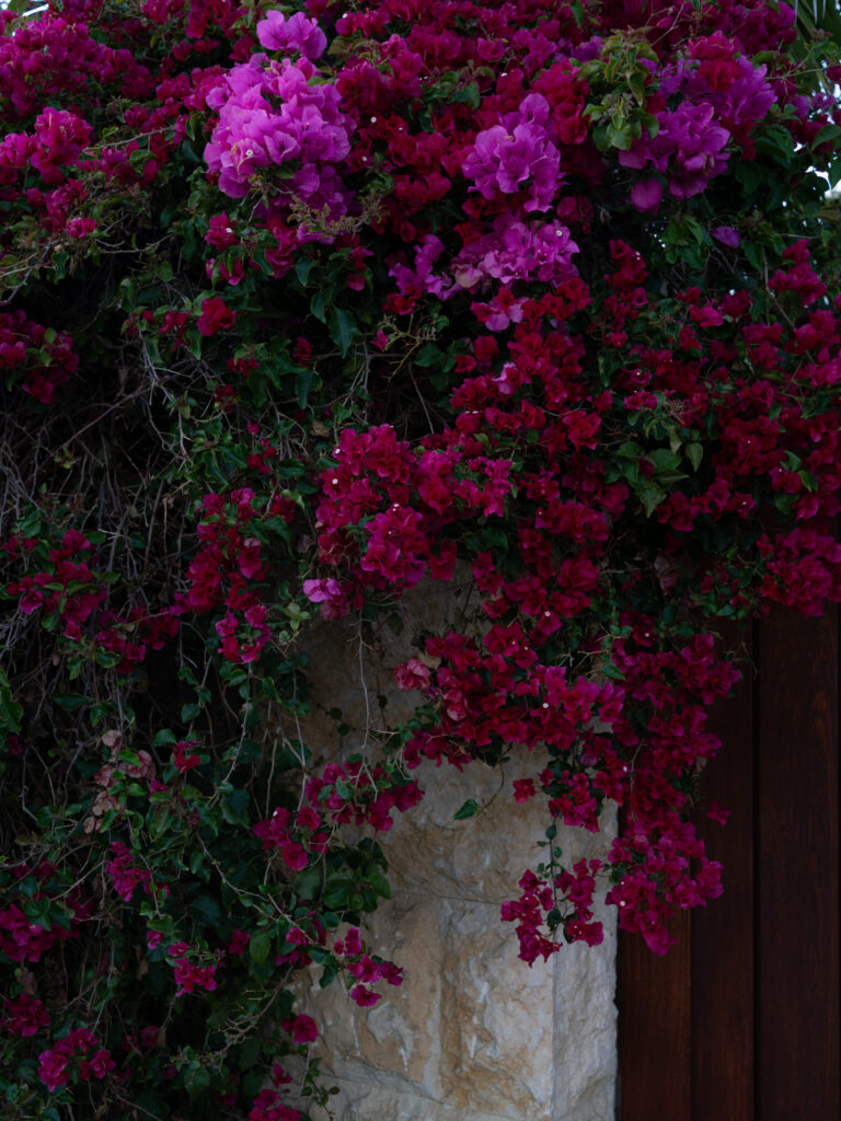 Deb Achak, Bougainvillea, 2022, Digital archival pigment print, Available in various sizes