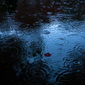 Deb Achak, Hibiscus, Floating, 2021, Digital archival pigment print, Available in various sizes