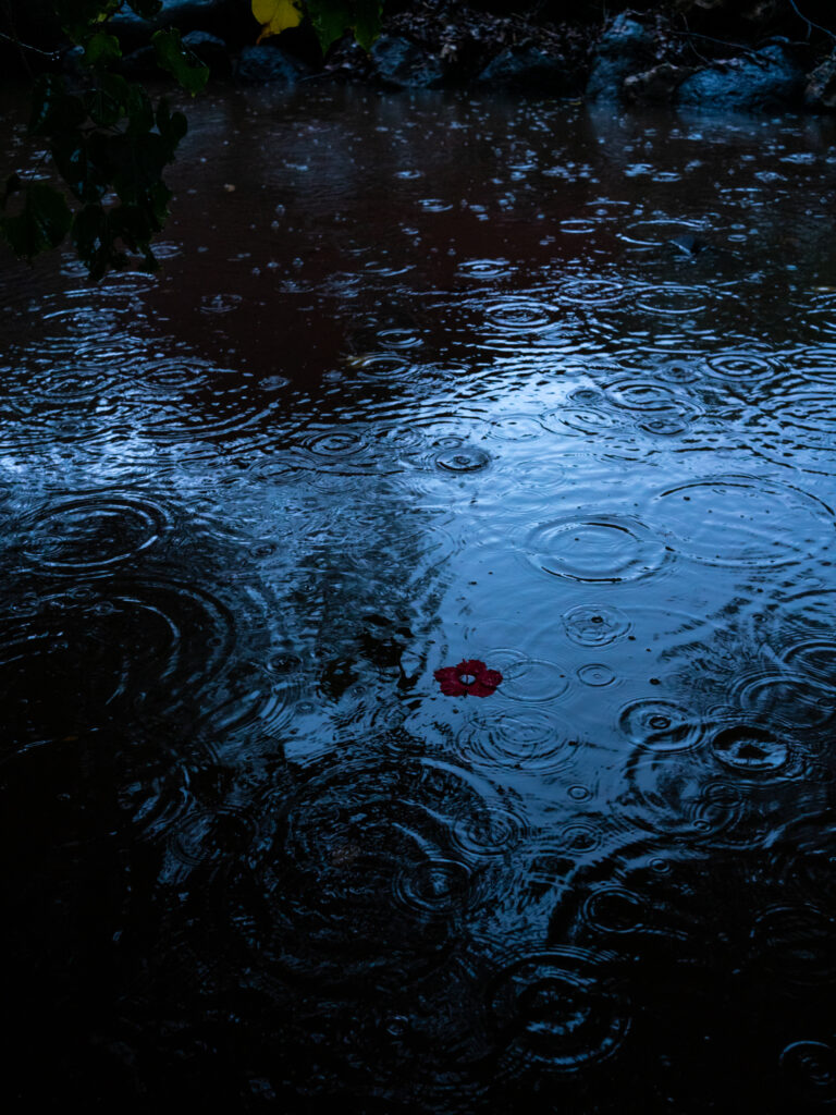 Deb Achak, Hibiscus, Floating, 2021, Digital archival pigment print, Available in various sizes