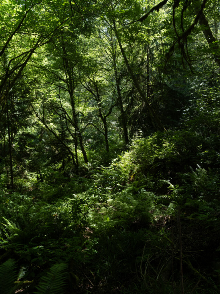 Deb Achak Maple, Alder, Fern, 2026 Digital archival pigment print, Available in various sizes